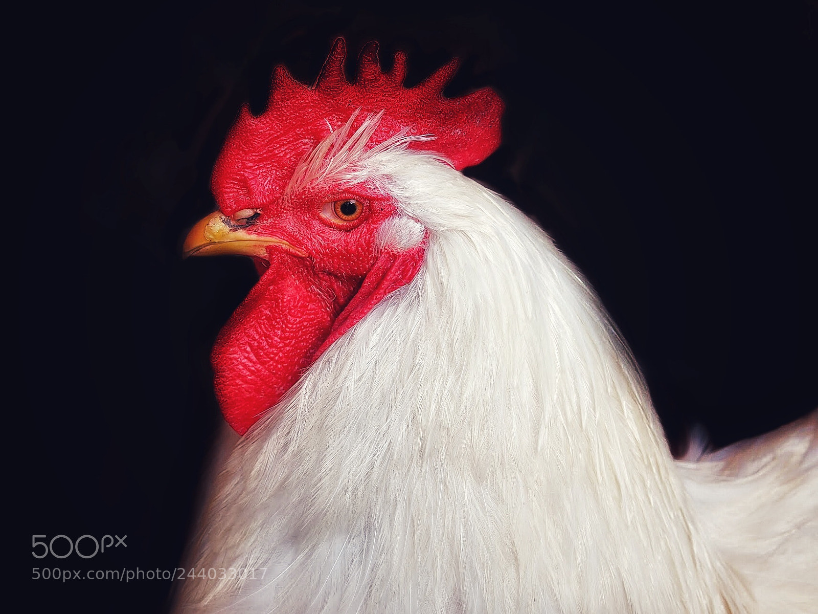 Olympus E-5 sample photo. Chicken photography