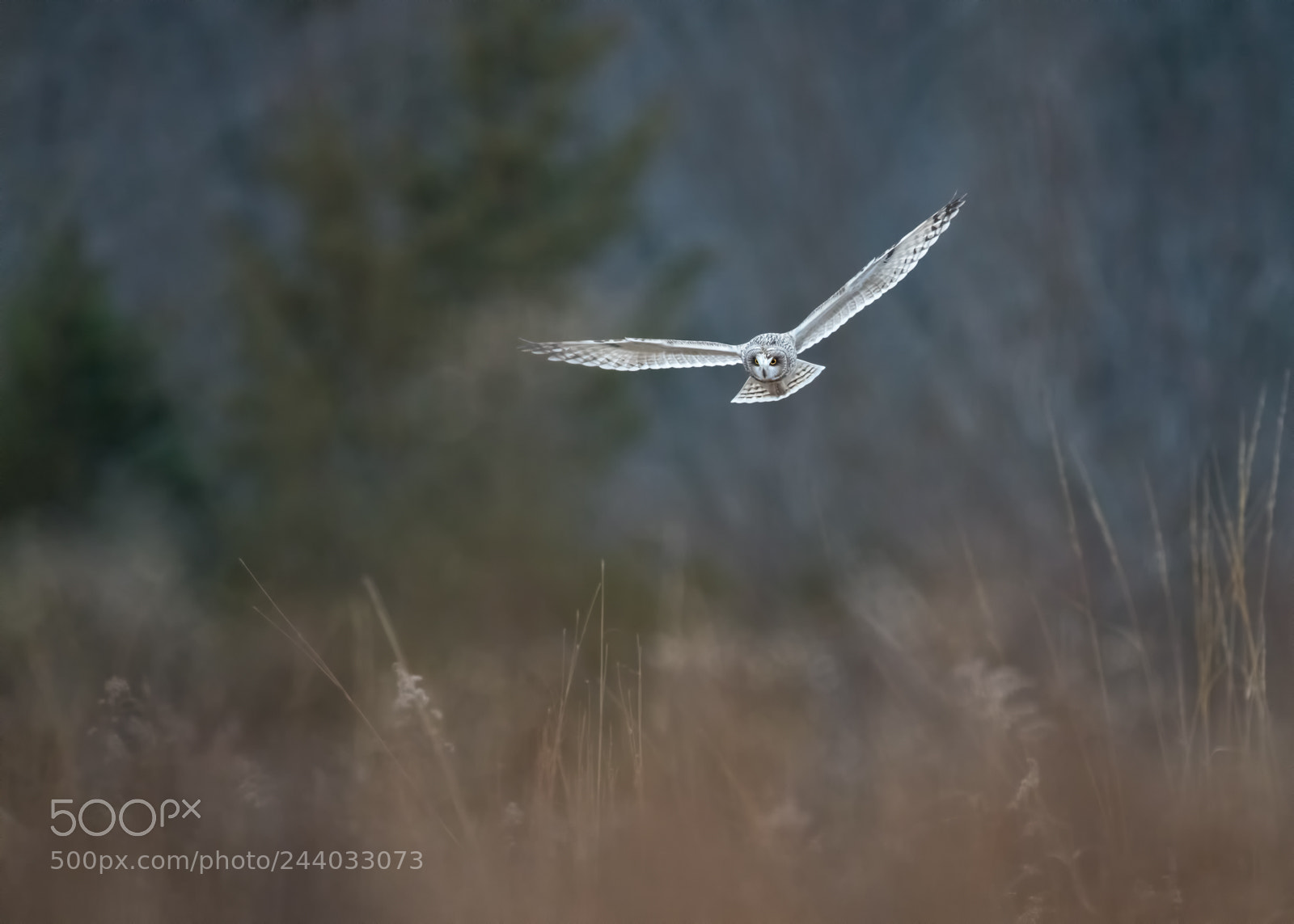 Nikon D850 sample photo. Looking for prey photography
