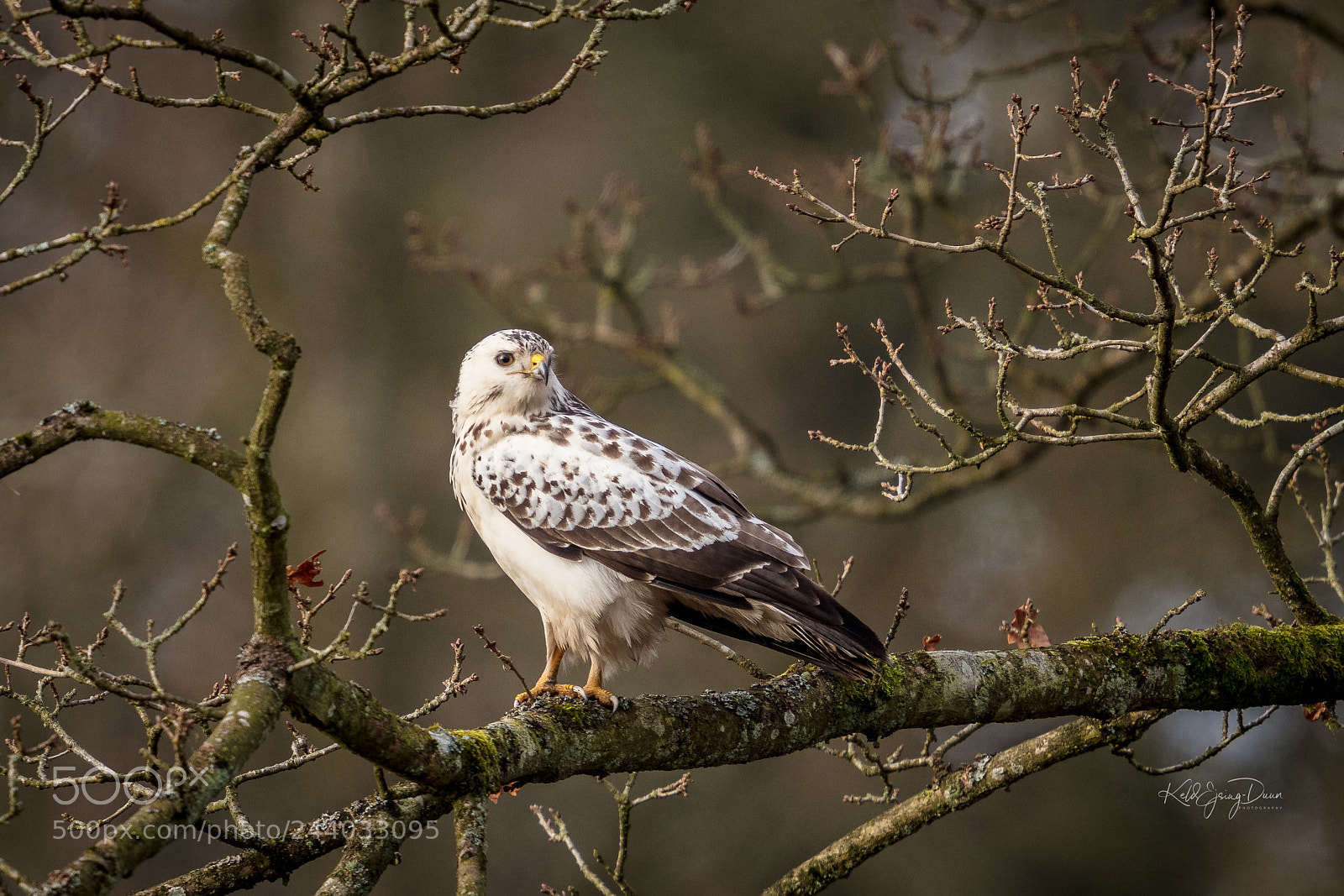 Canon EOS 5DS R sample photo. Børringe musvåge photography
