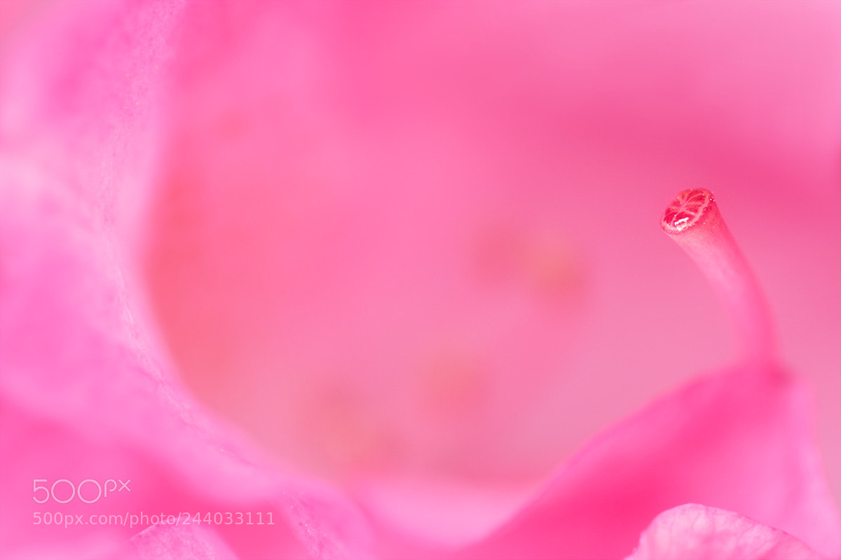 Canon EOS 7D Mark II sample photo. Pink lady photography