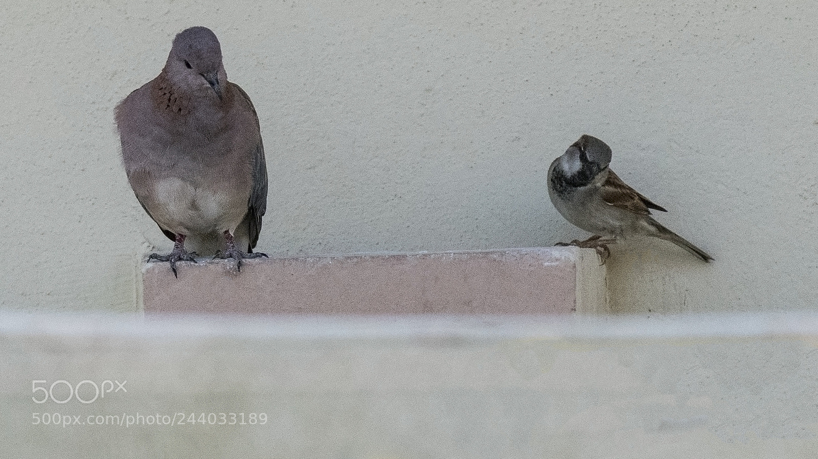 Nikon D500 sample photo. Spectators photography