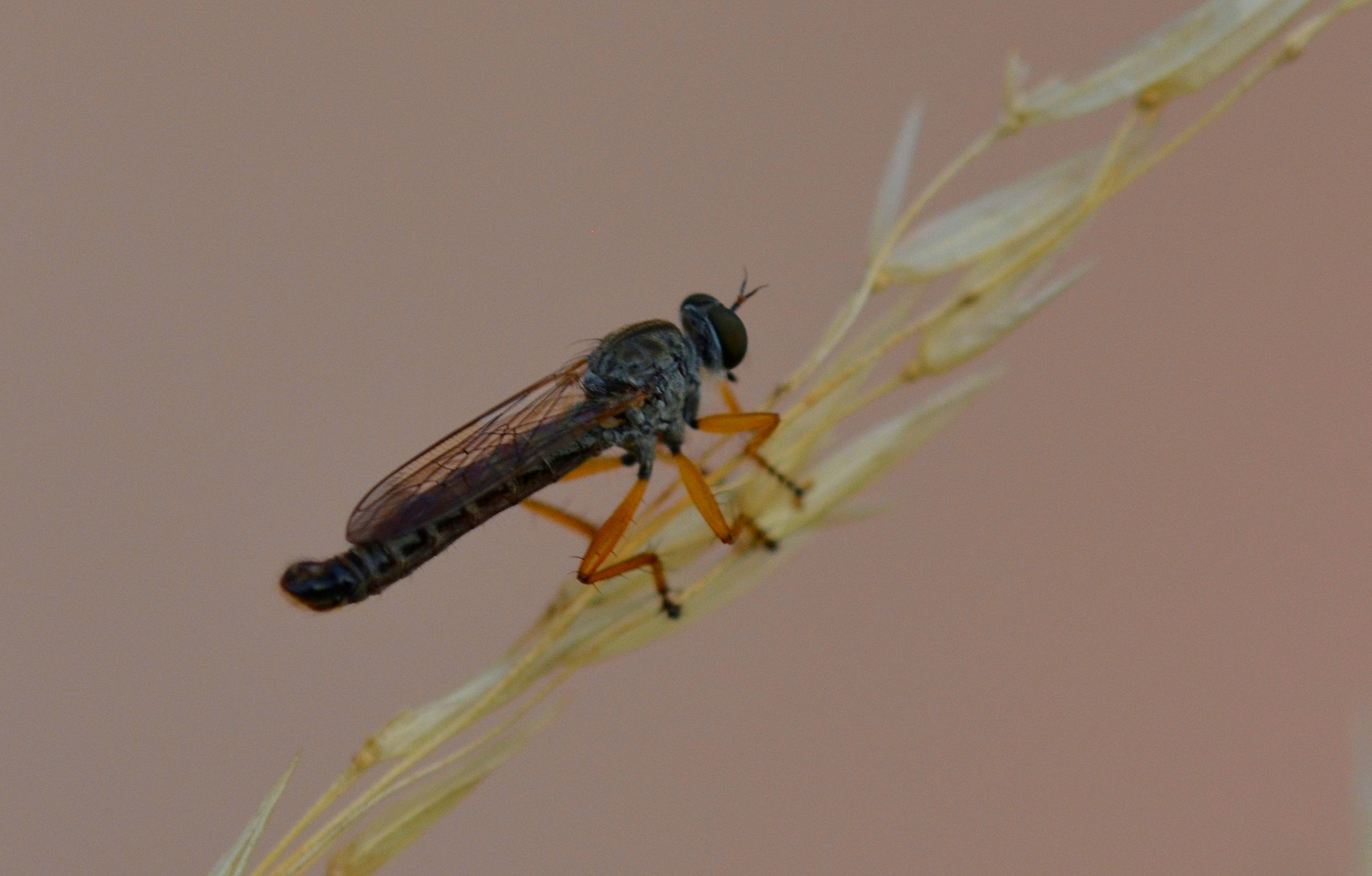 Sigma 105mm F2.8 EX DG OS HSM sample photo. Gd photography