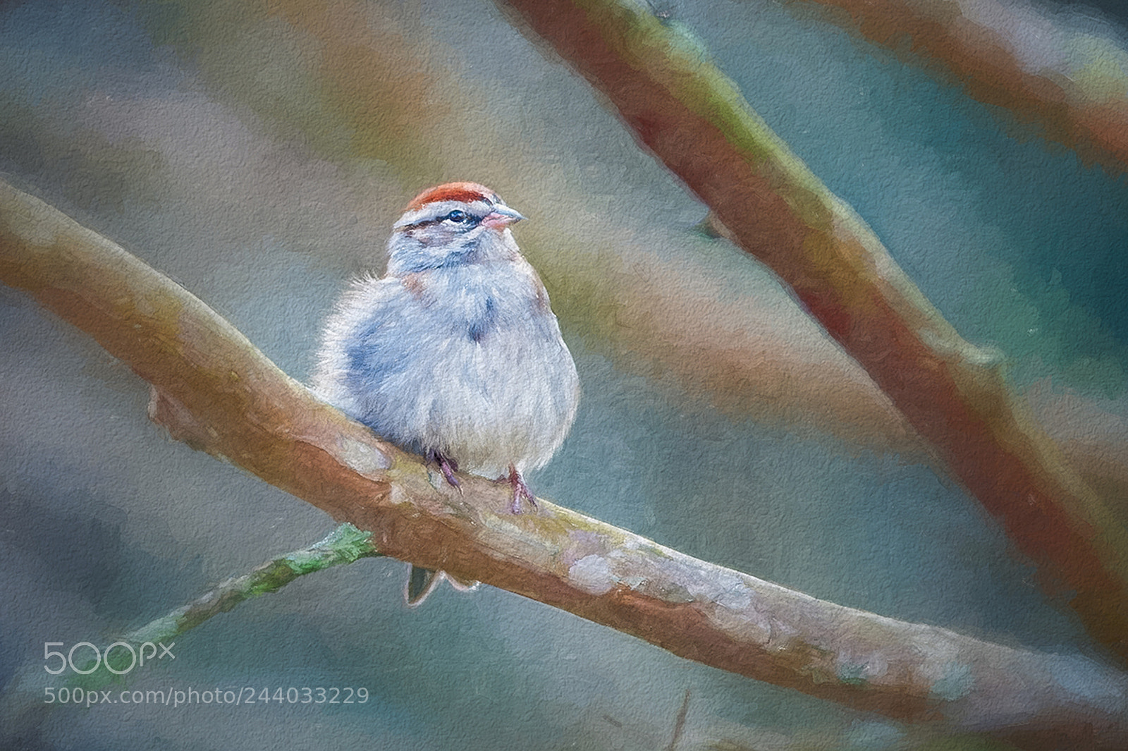 Nikon D700 sample photo. Perching chipping sparrow photography