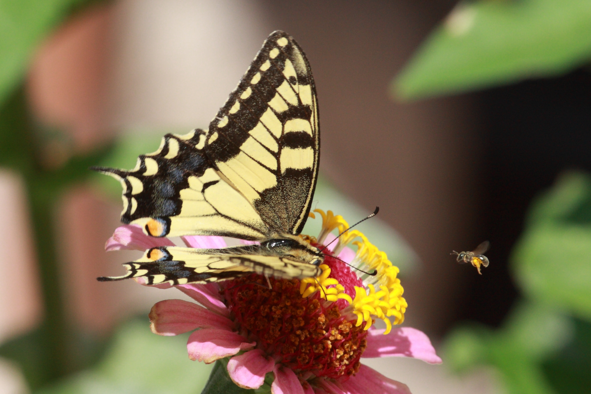 Canon EOS 40D + Canon EF 70-200mm F4L USM sample photo. Nectar photography