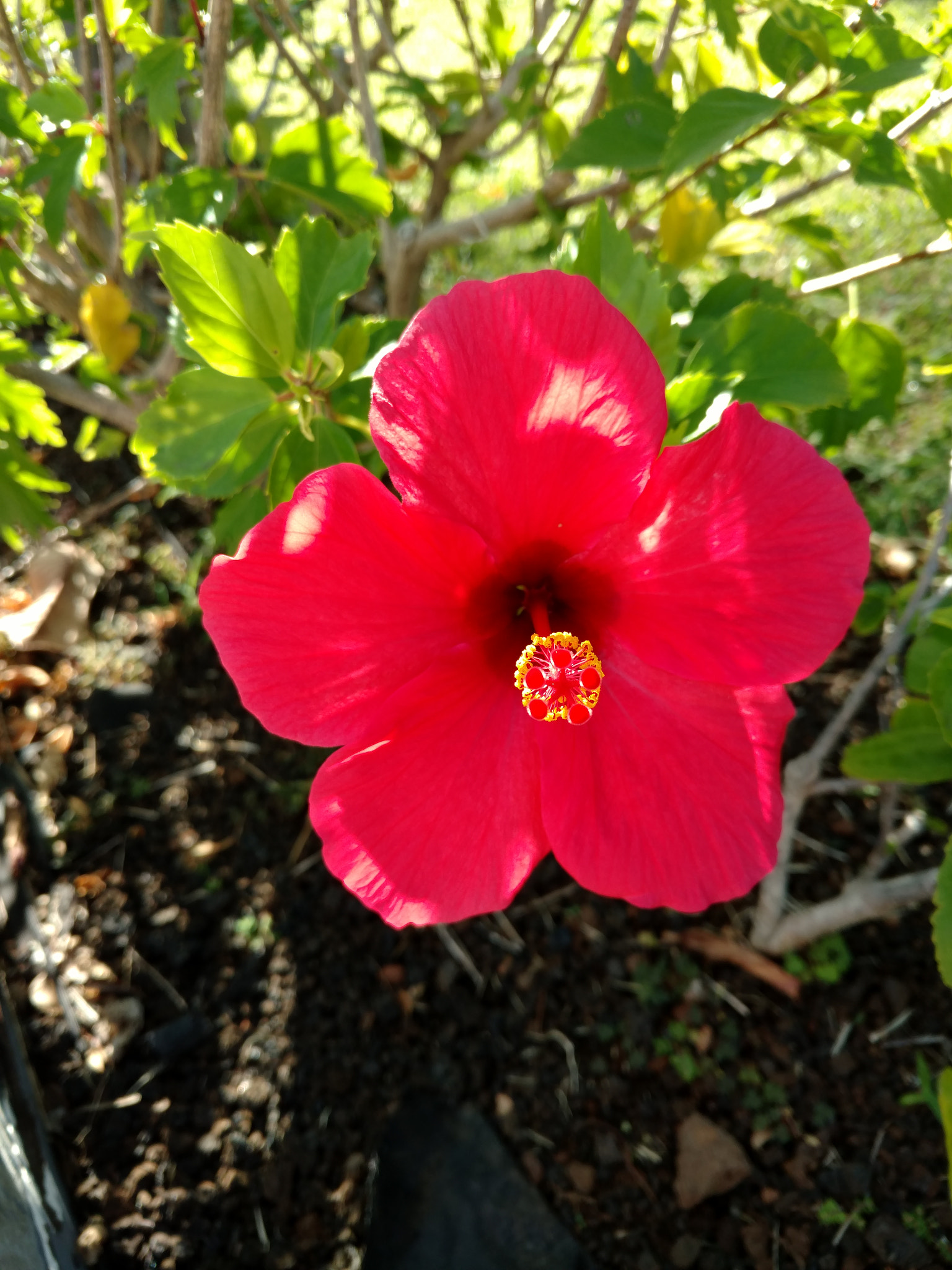 Motorola DROID Turbo 2 sample photo