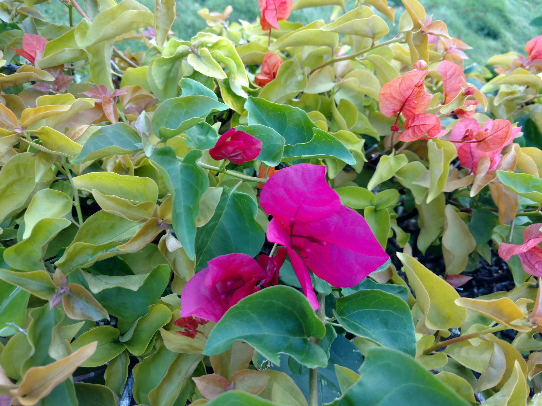 Motorola DROID Turbo 2 sample photo