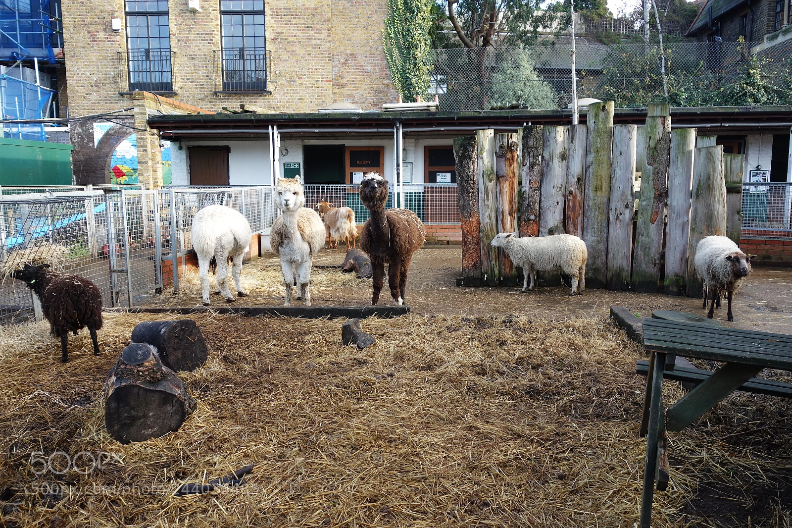 Sony Cyber-shot DSC-RX100 sample photo. Vauxhall city farm, london photography