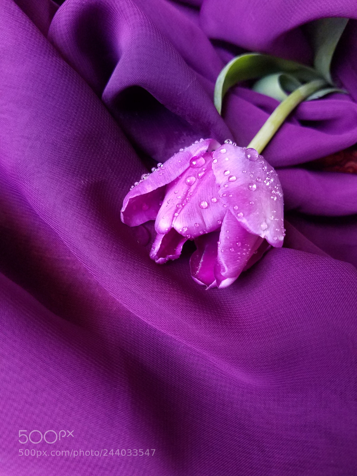 Samsung Galaxy S7 Edge sample photo. Valentine, valentine... photography