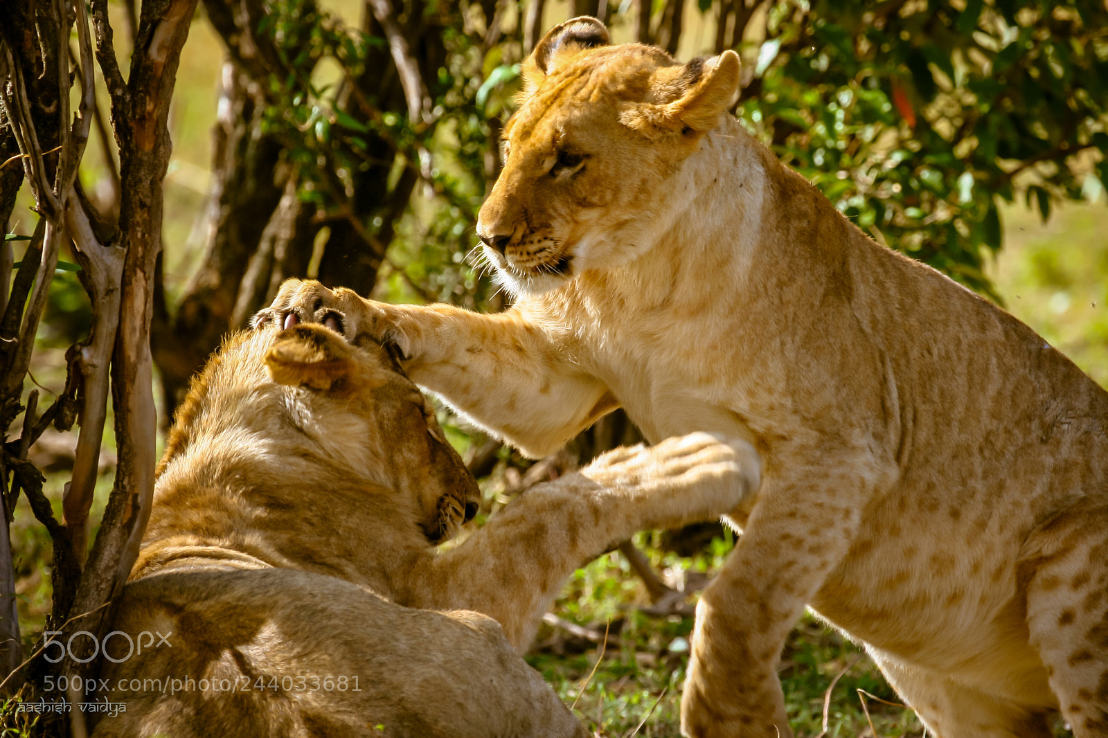 Canon EOS 350D (EOS Digital Rebel XT / EOS Kiss Digital N) sample photo. Two cubs, masai mara photography