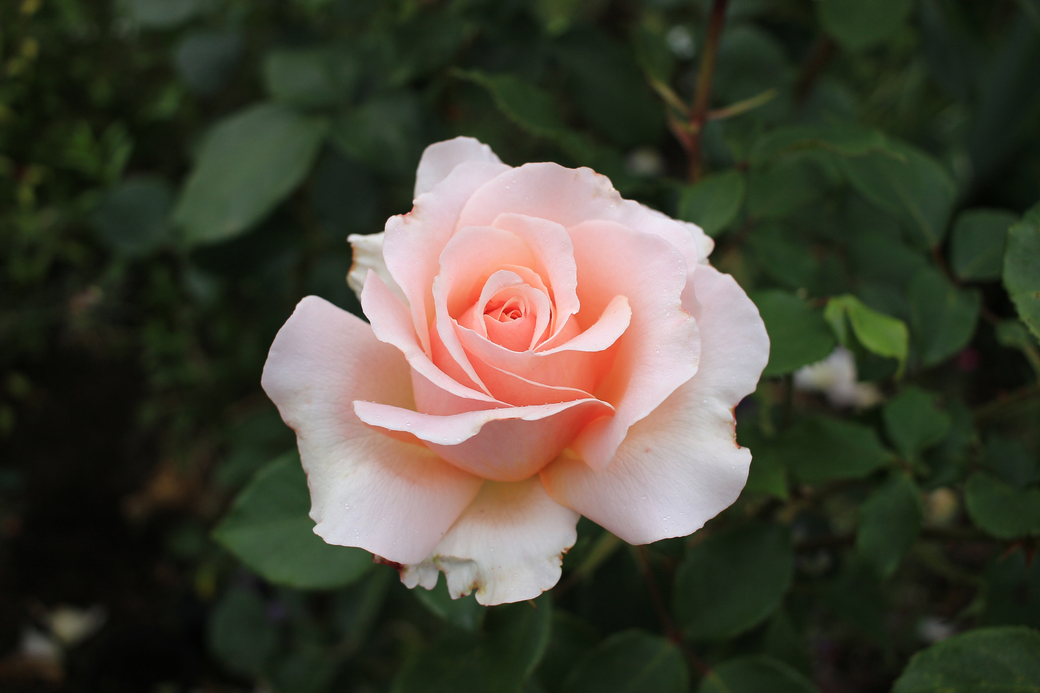 Canon EF-S 24mm F2.8 STM sample photo. Bloom time photography
