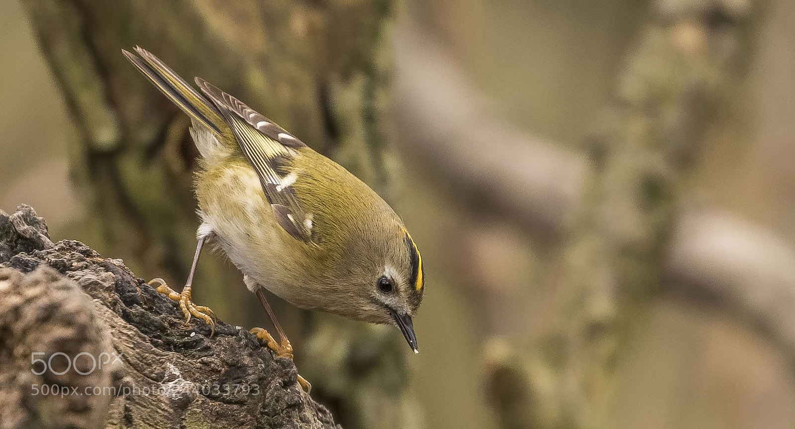 Canon EOS 7D Mark II sample photo. Goldcrest photography