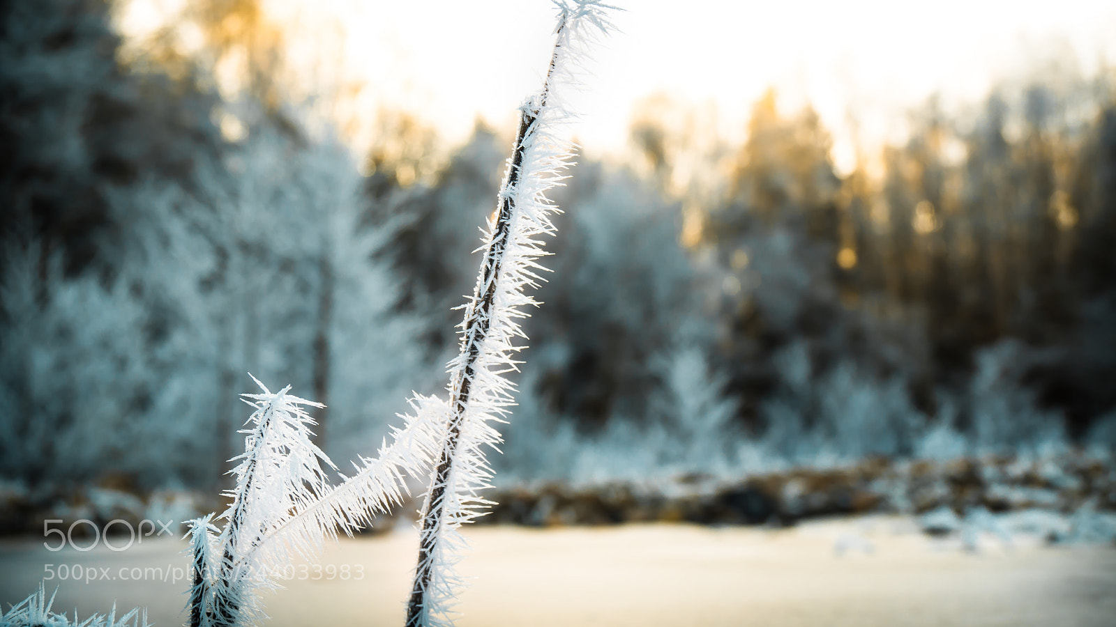 Sony SLT-A68 sample photo. Frozen photography