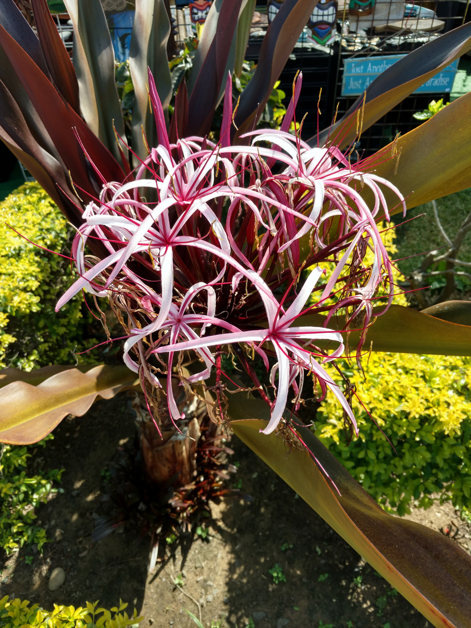 Motorola DROID Turbo 2 sample photo