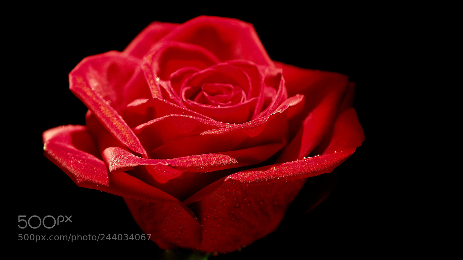 Olympus OM-D E-M10 sample photo. Fresh red photography