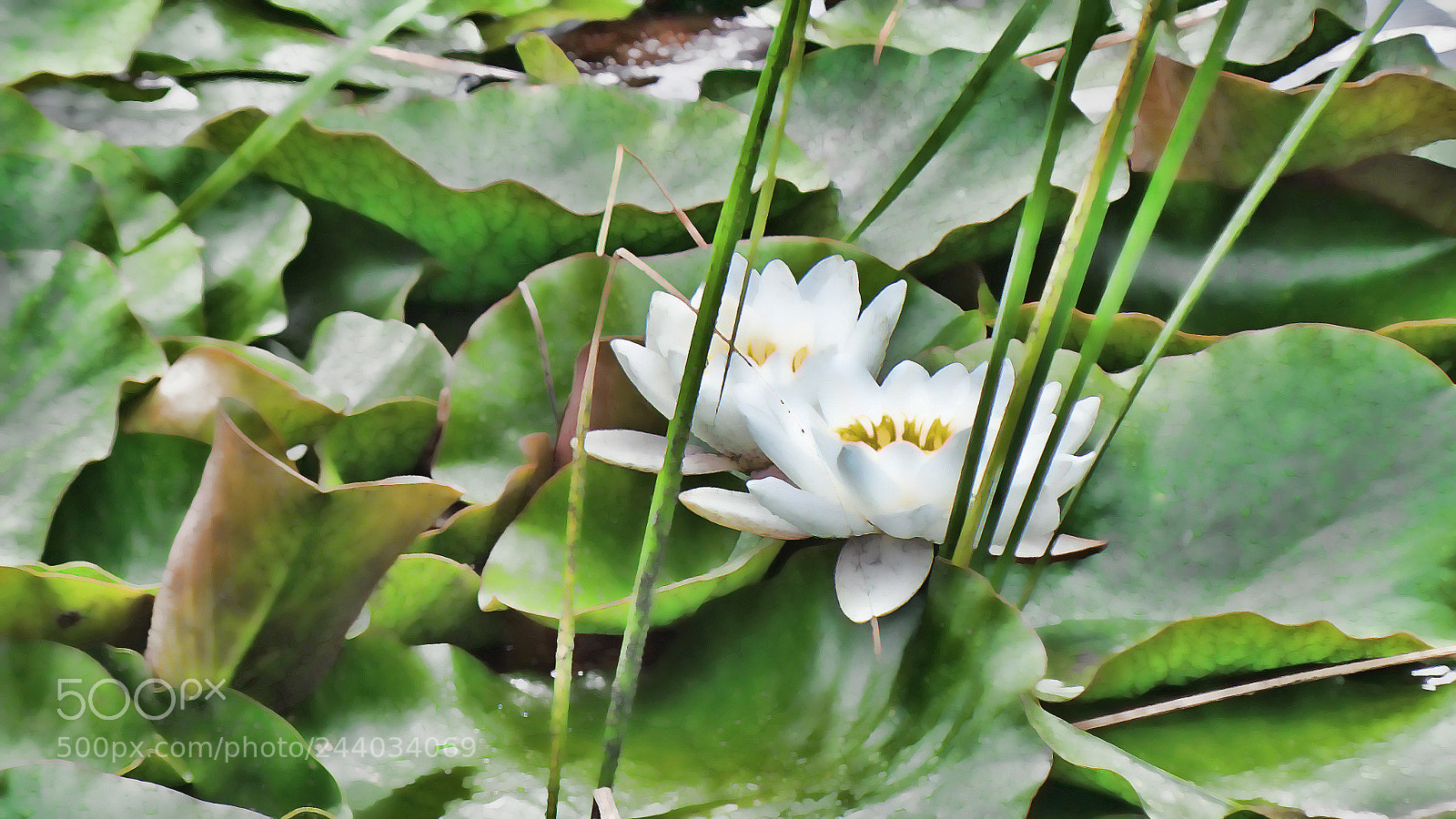 Samsung Galaxy Camera 2 sample photo. Pond hill lillies photography