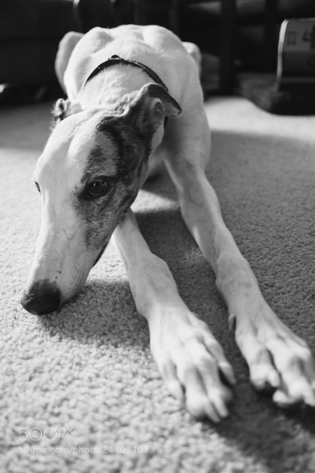 Fujifilm X-T20 sample photo. Frank photography