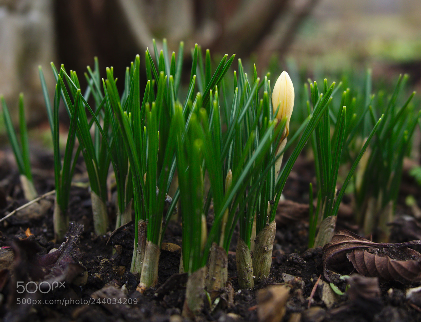 Olympus PEN E-PL5 sample photo. Spring is here photography