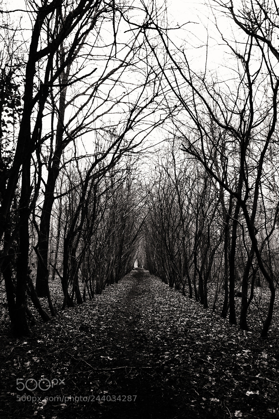 Nikon D500 sample photo. Untitled photography