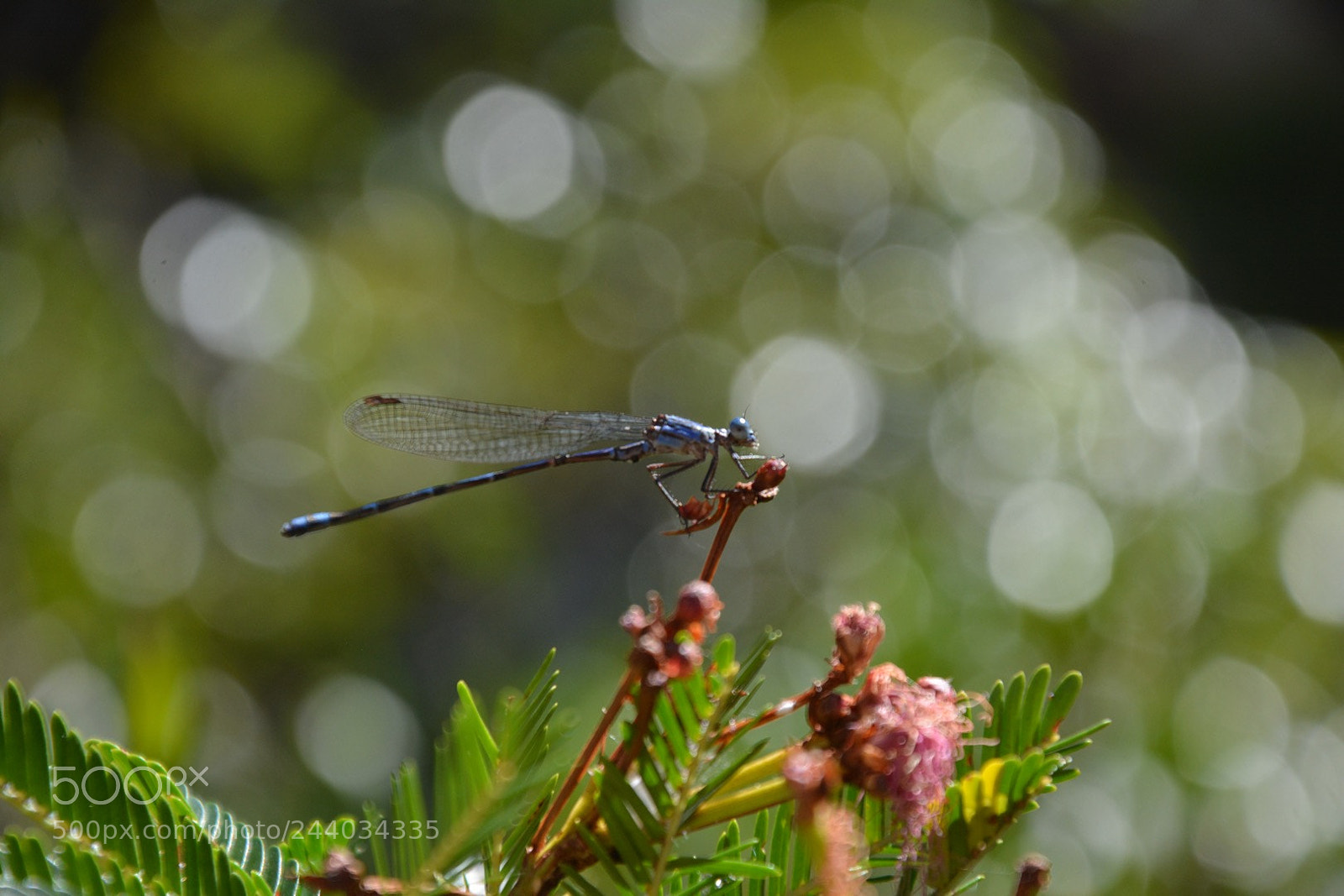 Nikon D7100 sample photo. Dragonfly on nature photography