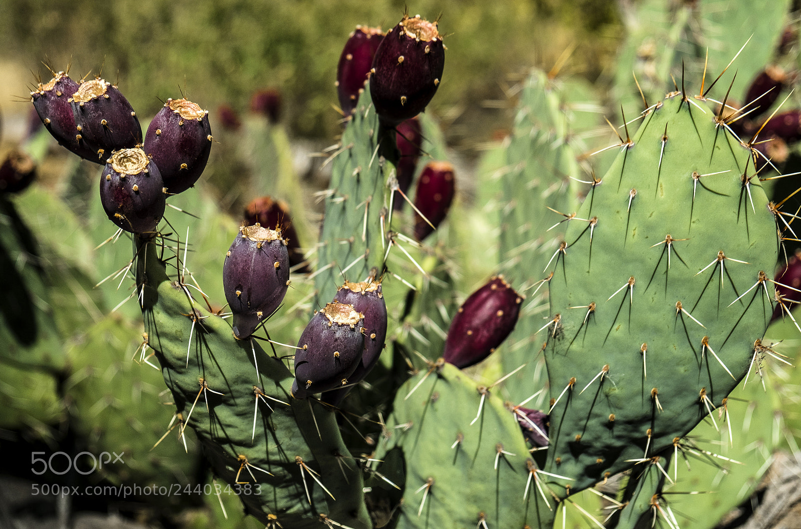 Fujifilm X-T20 sample photo. Cactus abstract photography