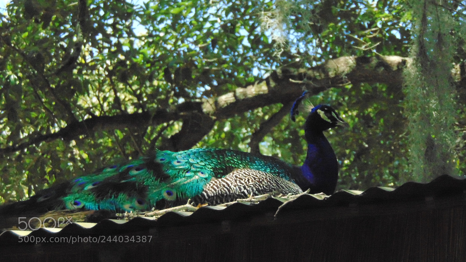 Sony Cyber-shot DSC-H300 sample photo. Peacock photography