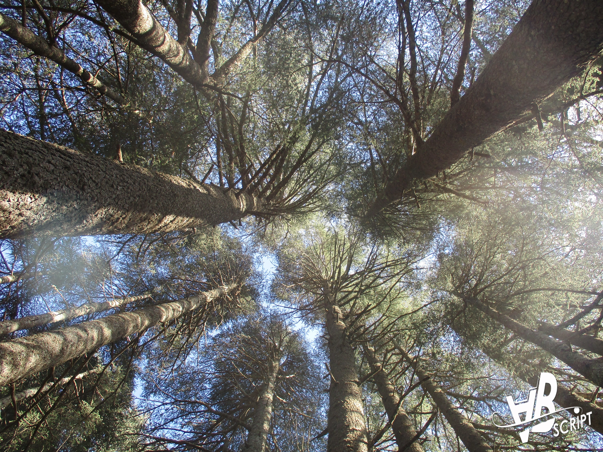 Canon PowerShot ELPH 160 (IXUS 160 / IXY 150) sample photo. Azrou's trees photography