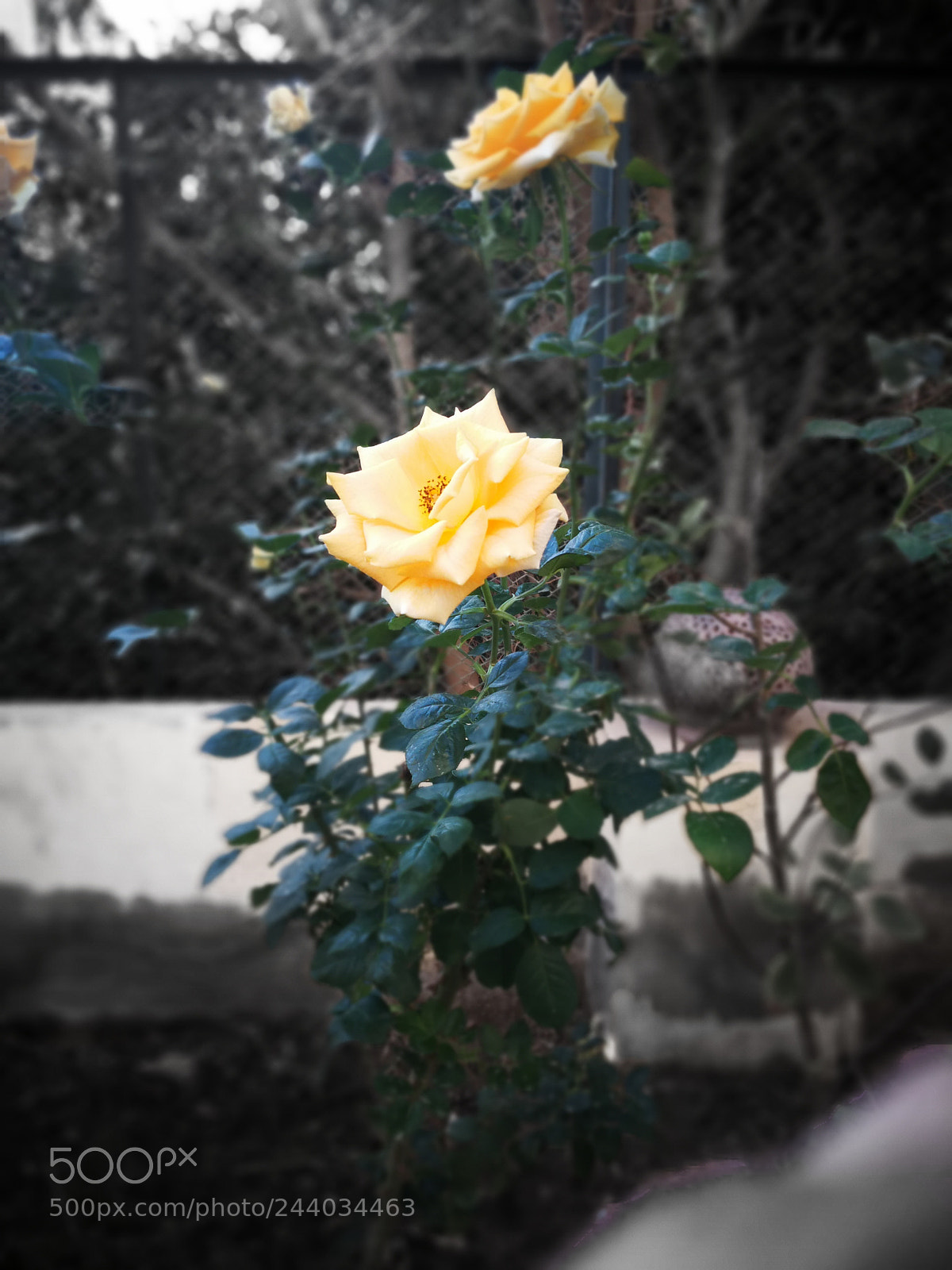 HUAWEI Mate 9 sample photo. Untitled photography