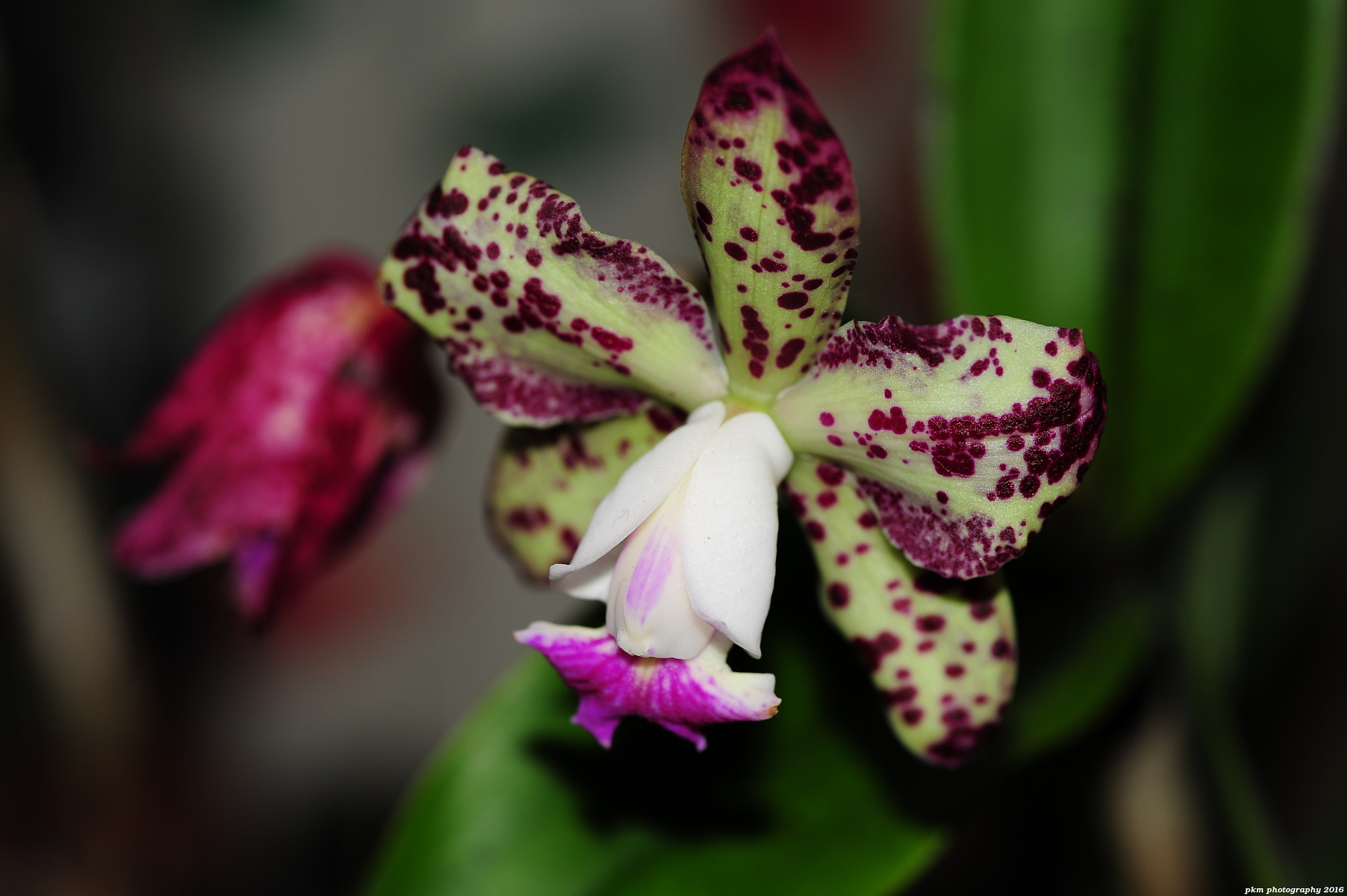 Nikon D700 + Tokina AT-X Pro 100mm F2.8 Macro sample photo. Cattleya orchid photography