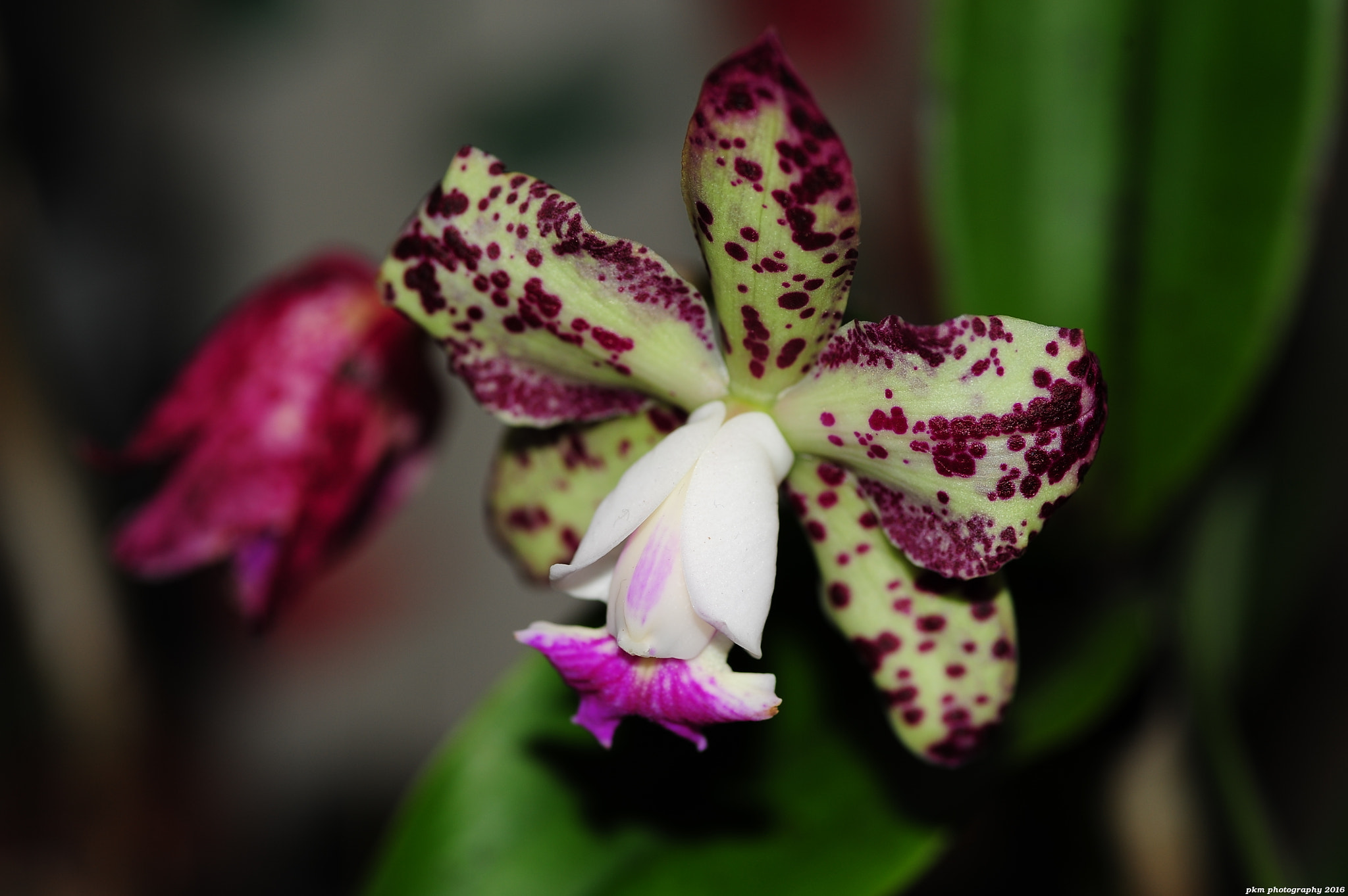 Nikon D700 sample photo. Cattleya orchid photography