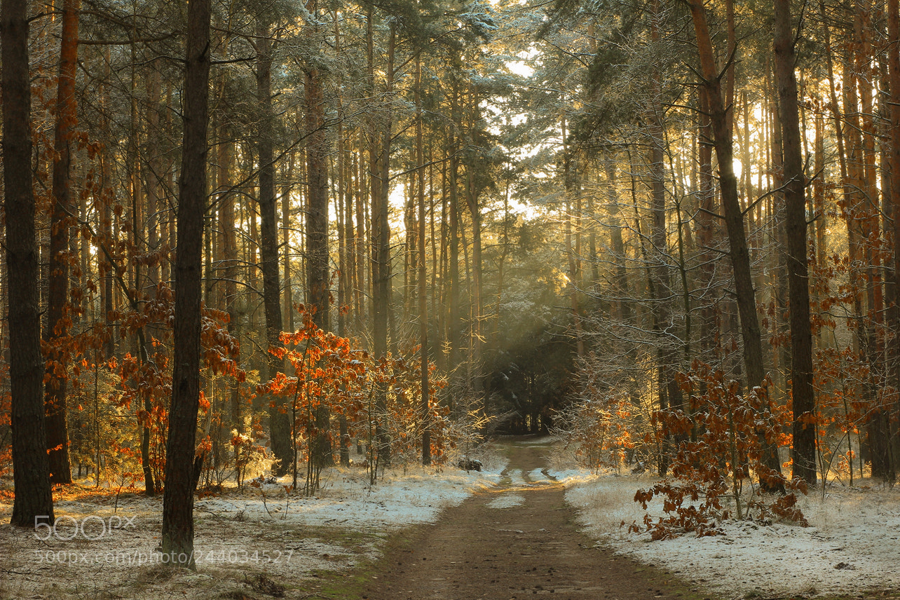 Canon EOS 60D sample photo. Zimowe s o ce photography