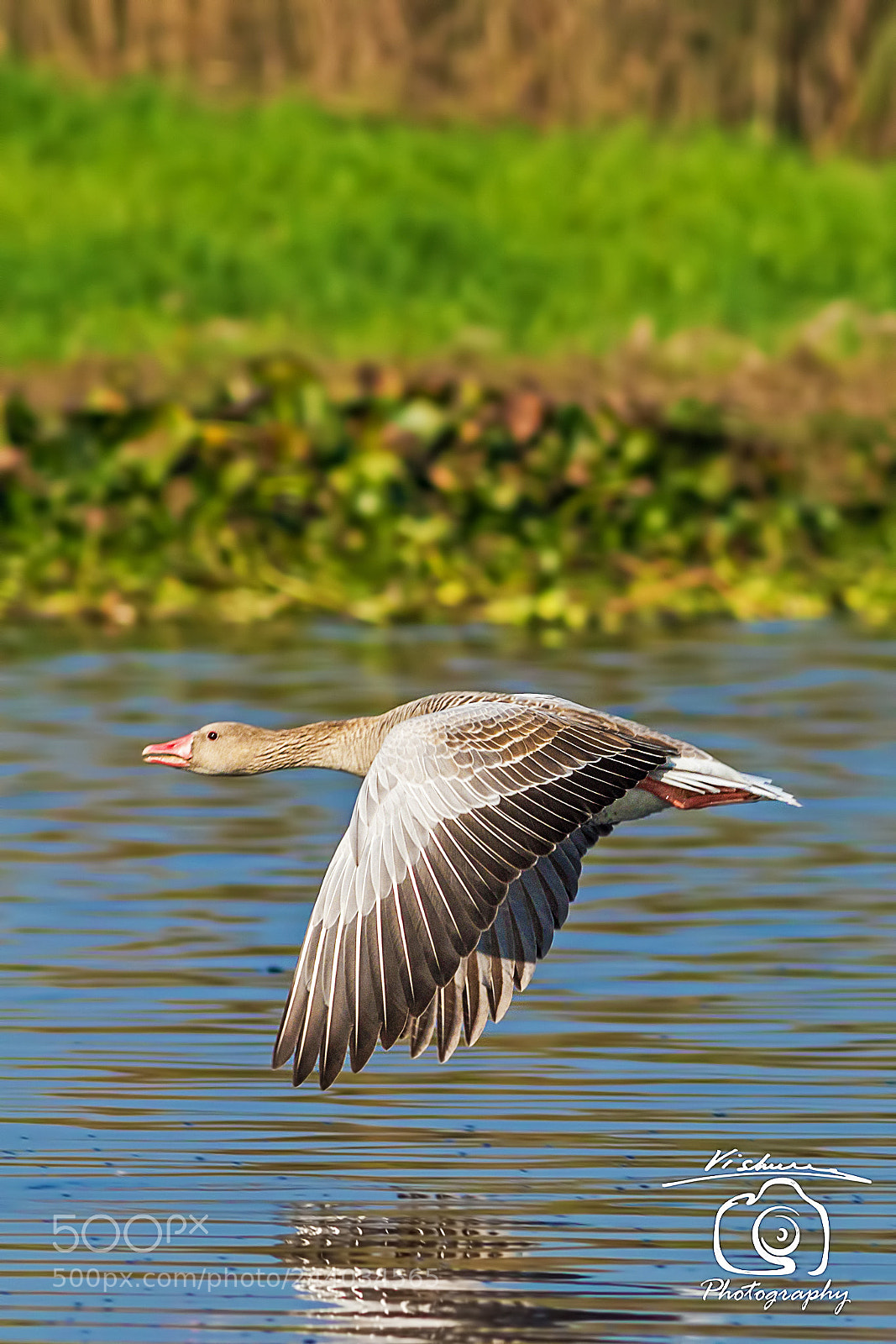 Canon EOS 7D Mark II sample photo. Greylag goose in flight photography