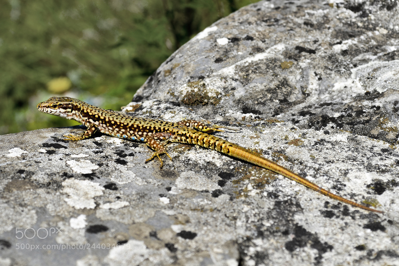 Nikon D3100 sample photo. Lil' lizard in the photography