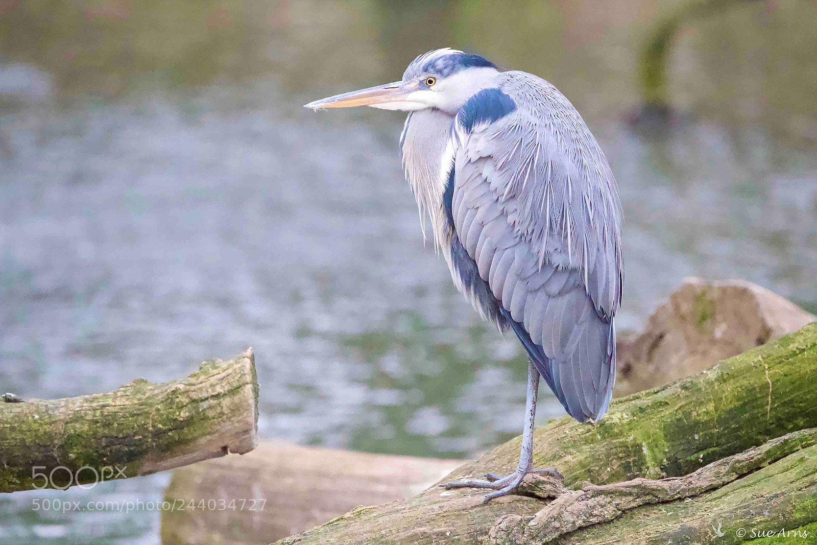 Canon EOS-1D X Mark II sample photo. The thinker... photography