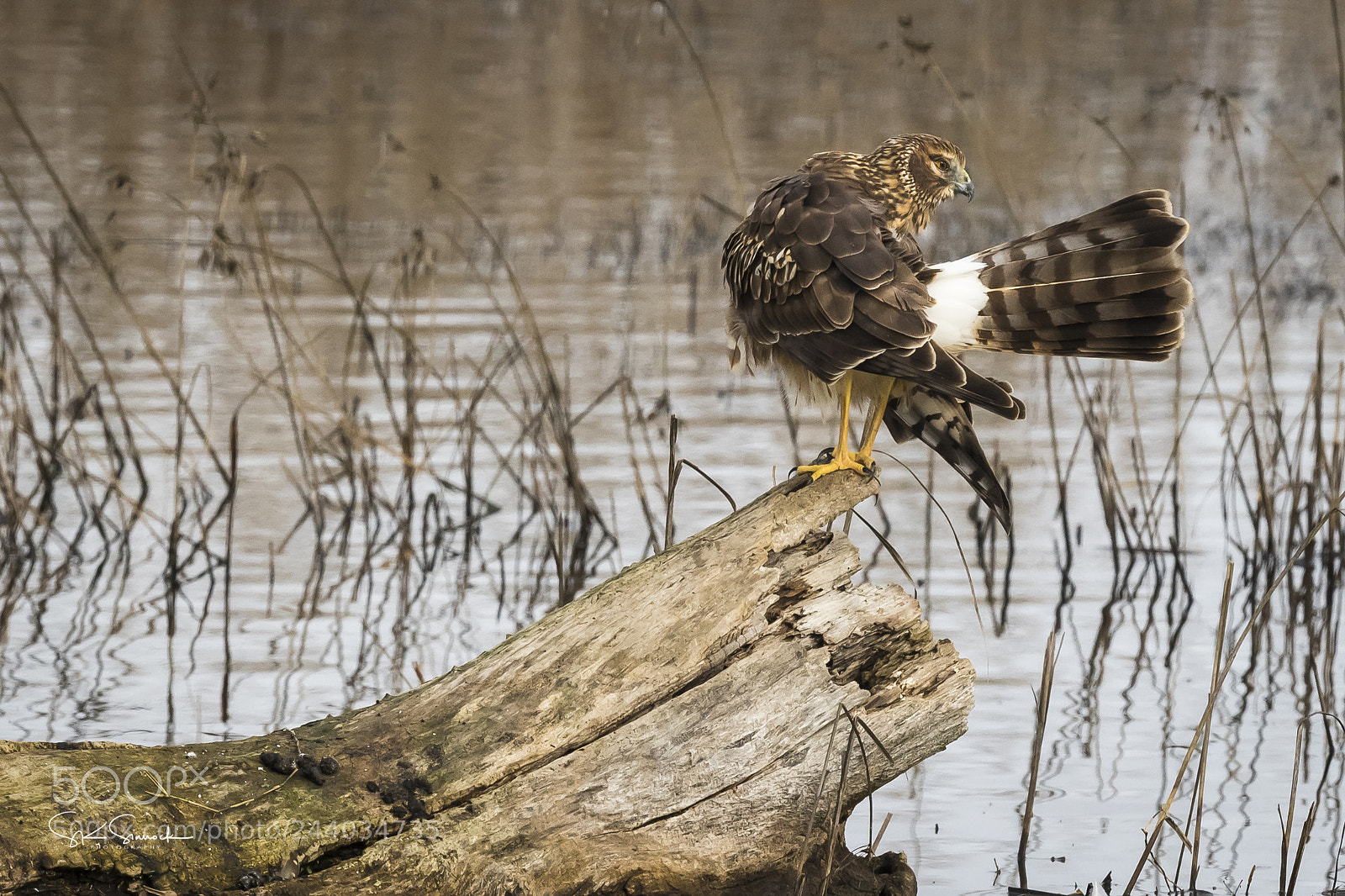 Nikon D850 sample photo. Female northern harrier photography