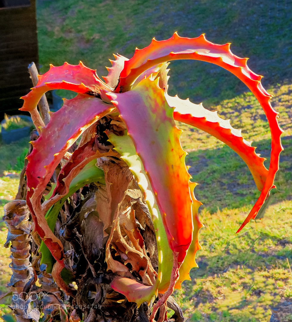 Canon PowerShot SX270 HS sample photo. Aloe. photography