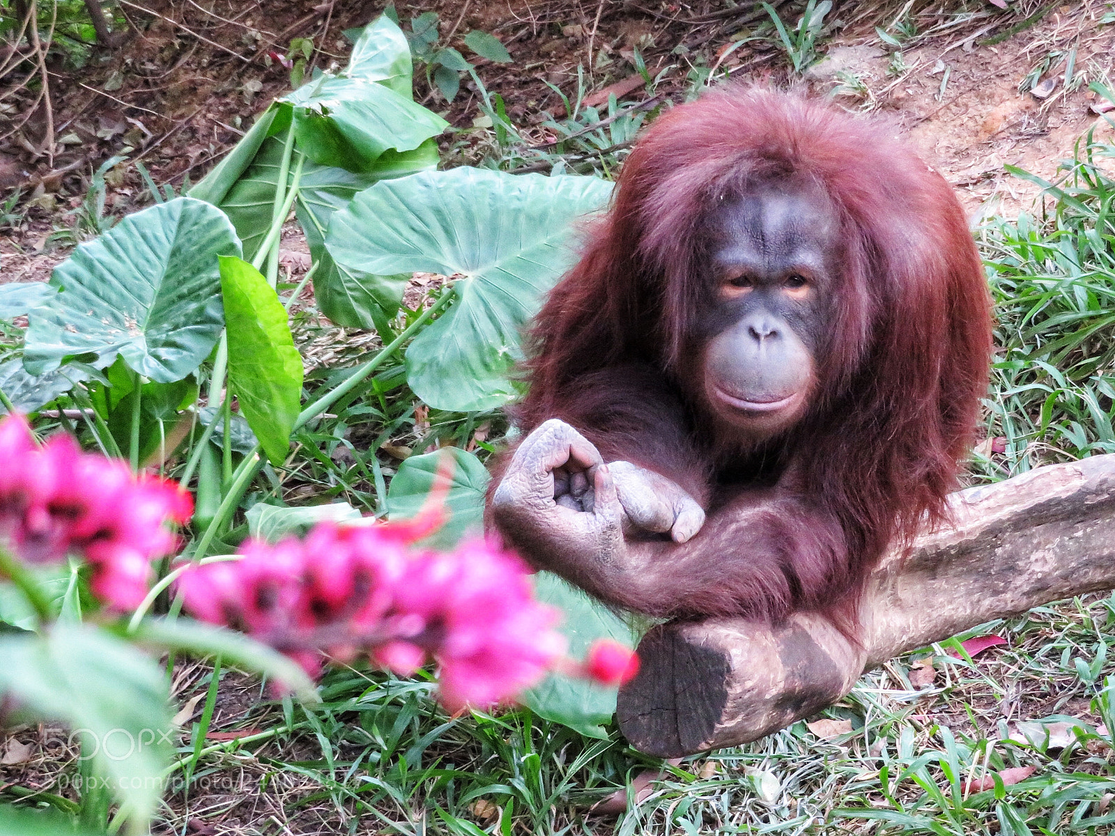 Canon PowerShot SX720 HS sample photo. Orangutan photography