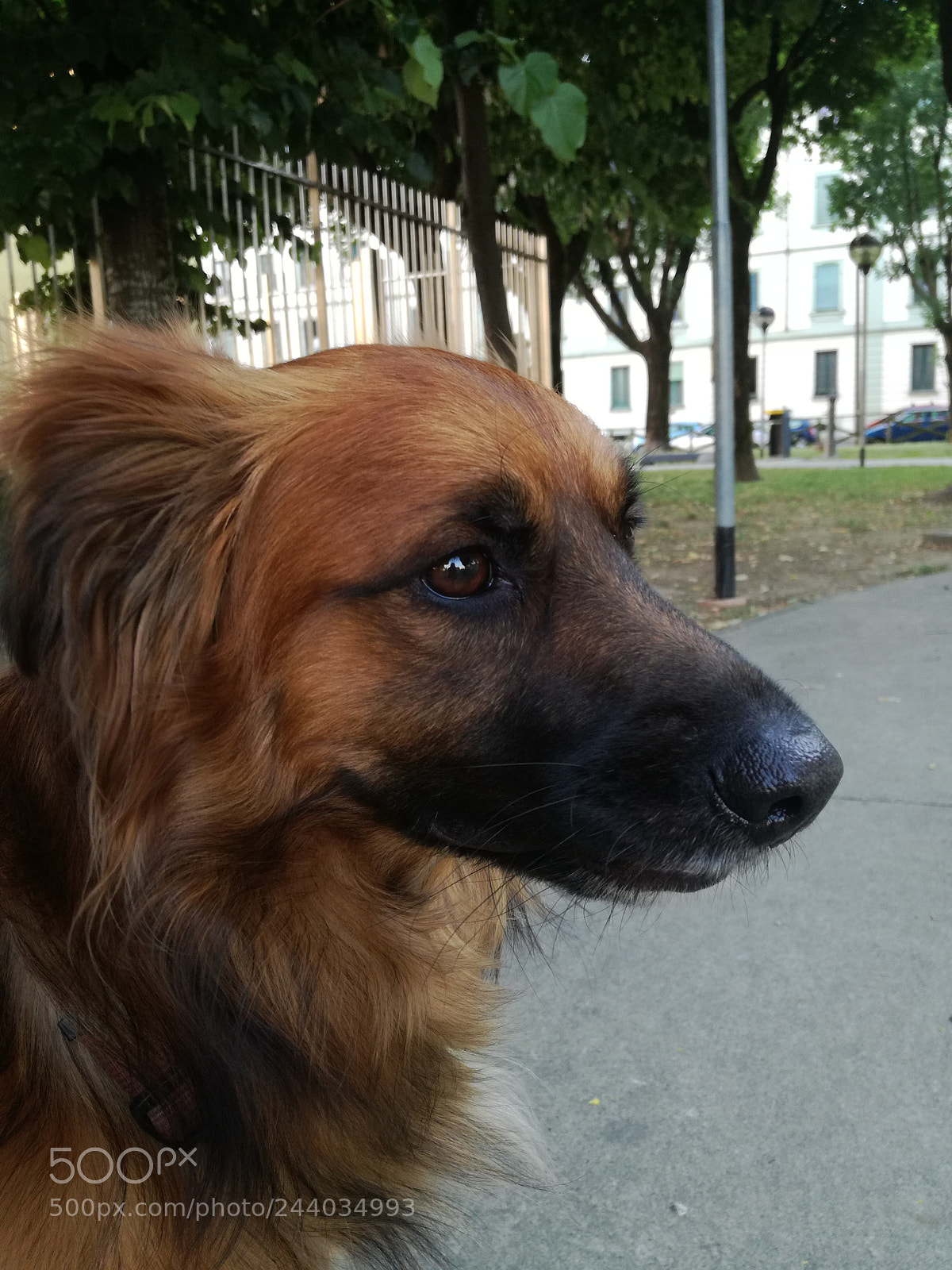 HUAWEI P9 LITE sample photo. Slippy dog photography