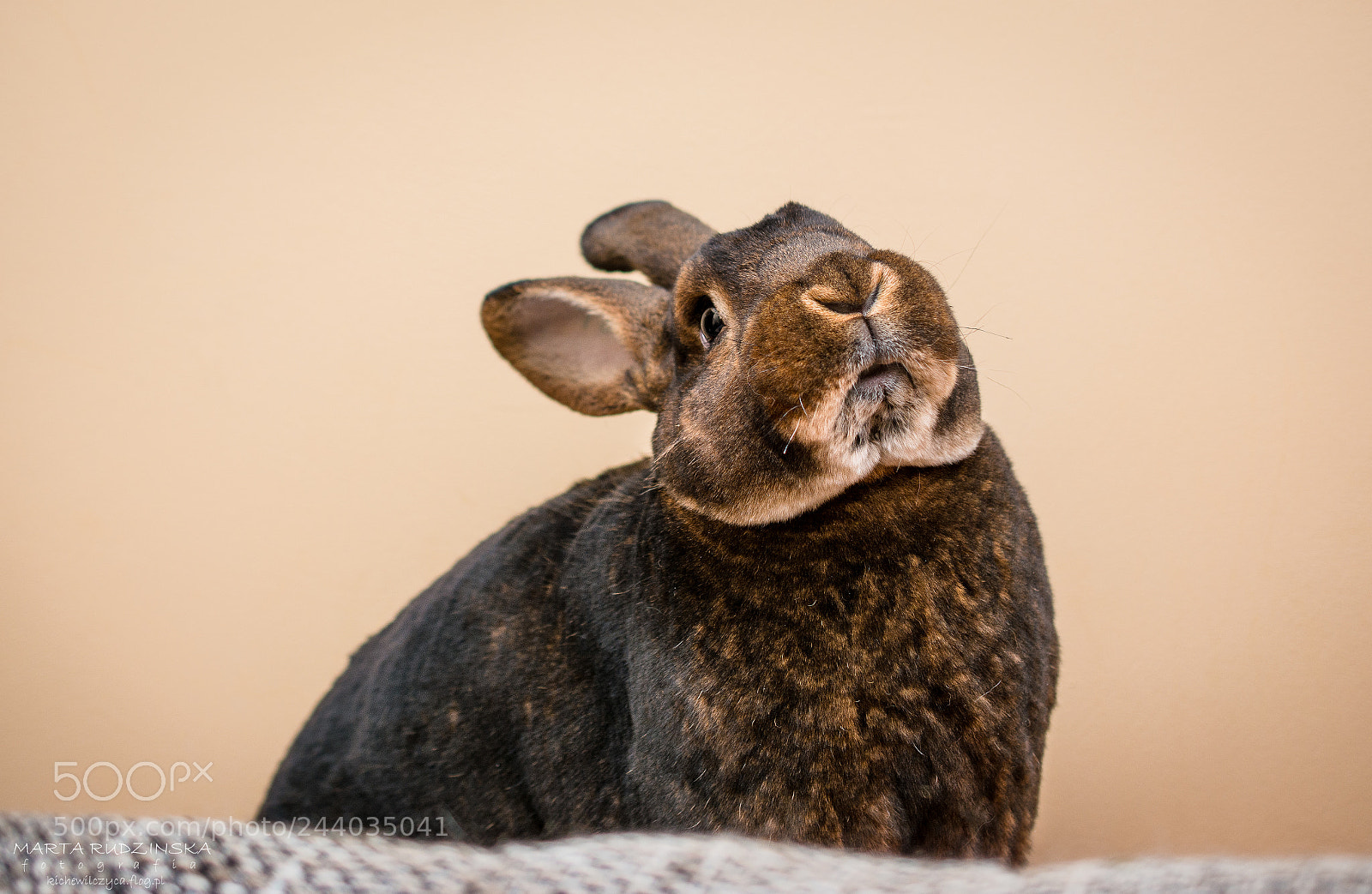Nikon D7100 sample photo. A sulk photography