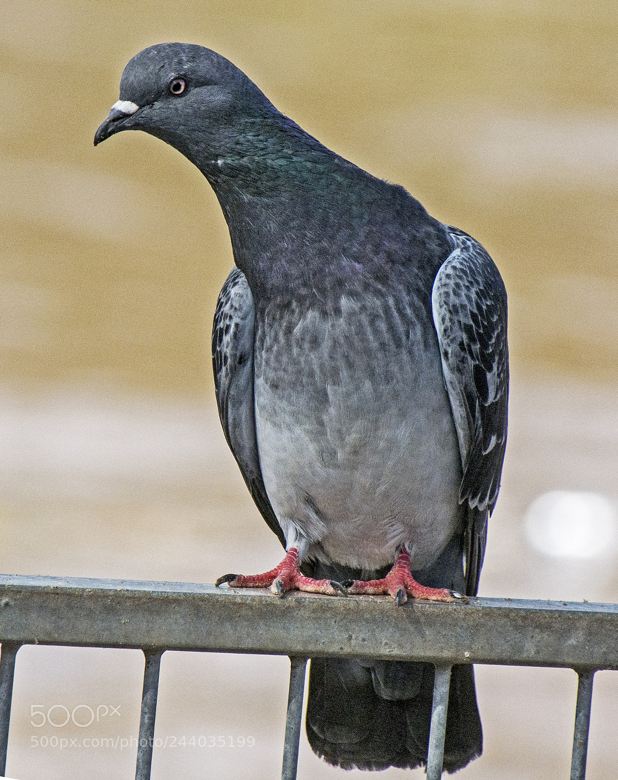 Nikon D7100 sample photo. Pigeon. photography