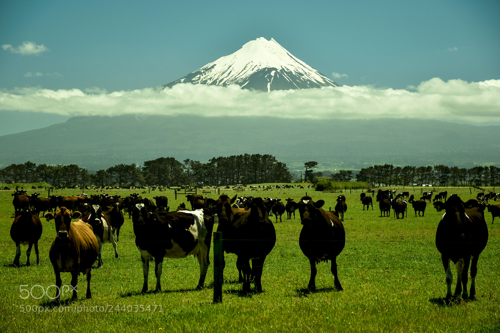 Nikon D5500 sample photo. Cows under vulcano photography