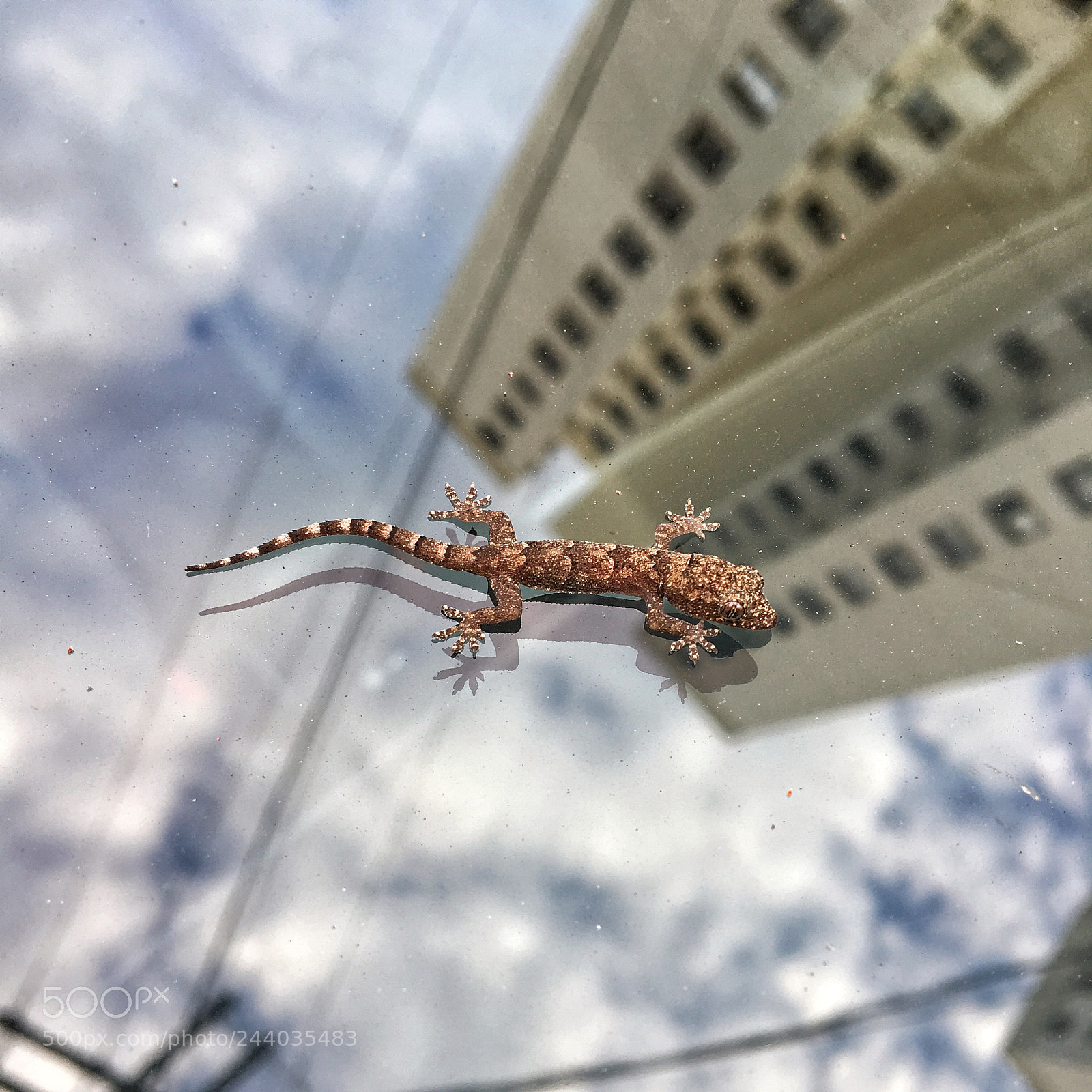 Apple iPhone 6s sample photo. Hemidactylus mabouia common name photography