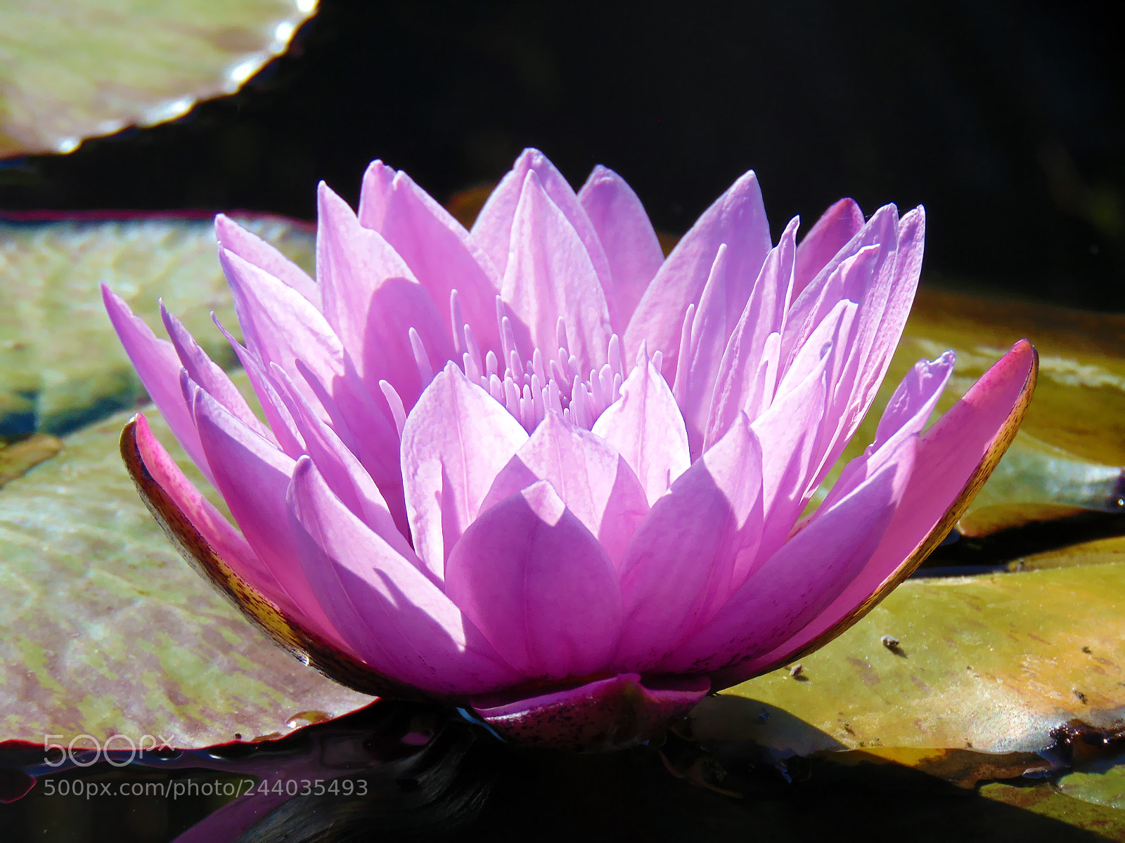 Sony Cyber-shot DSC-H300 sample photo. Pink lotus flower photography