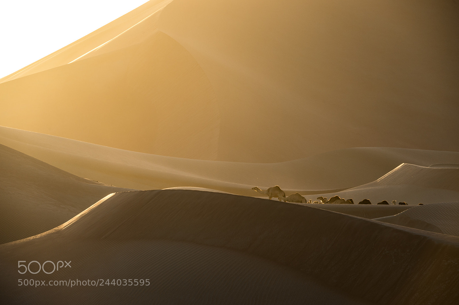 Nikon D4 sample photo. Camels photography