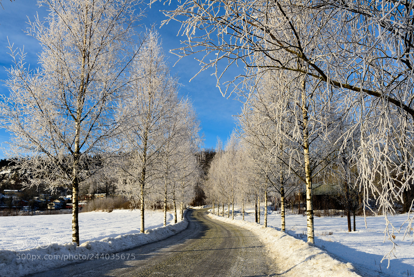 Nikon D810 sample photo. Icy avenue photography