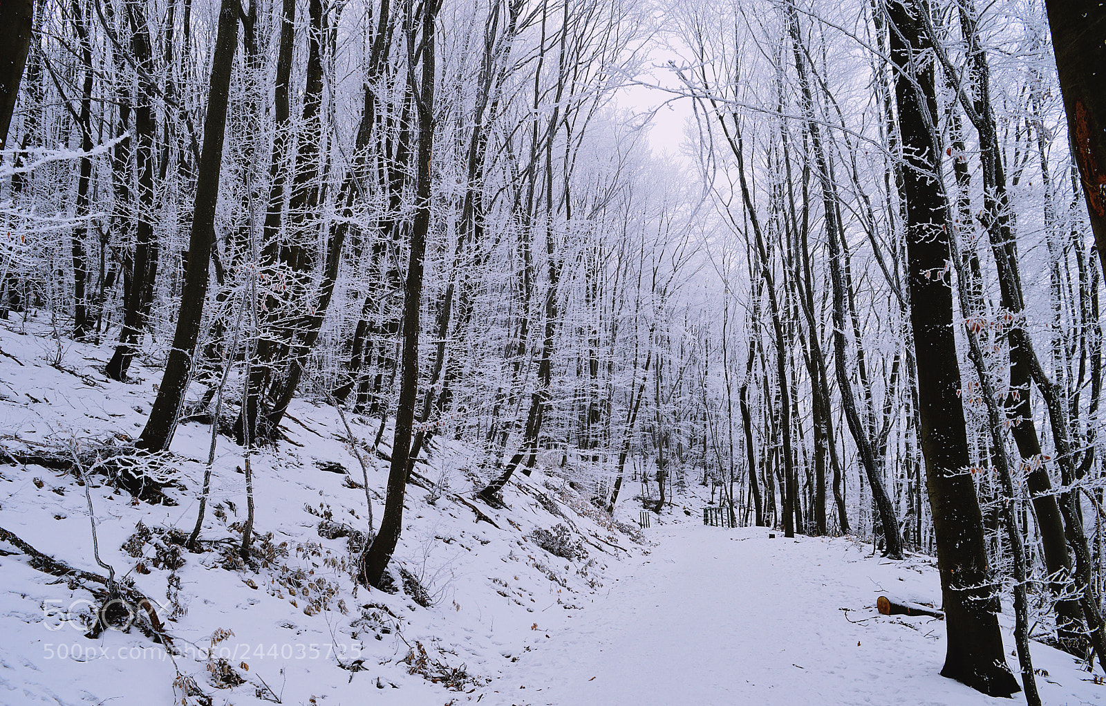 Nikon D3200 sample photo. Frozen forest photography