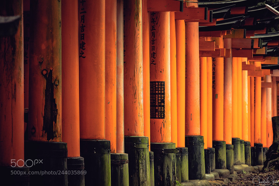 Canon EOS 5DS R sample photo. “all in a row” ©2018 photography