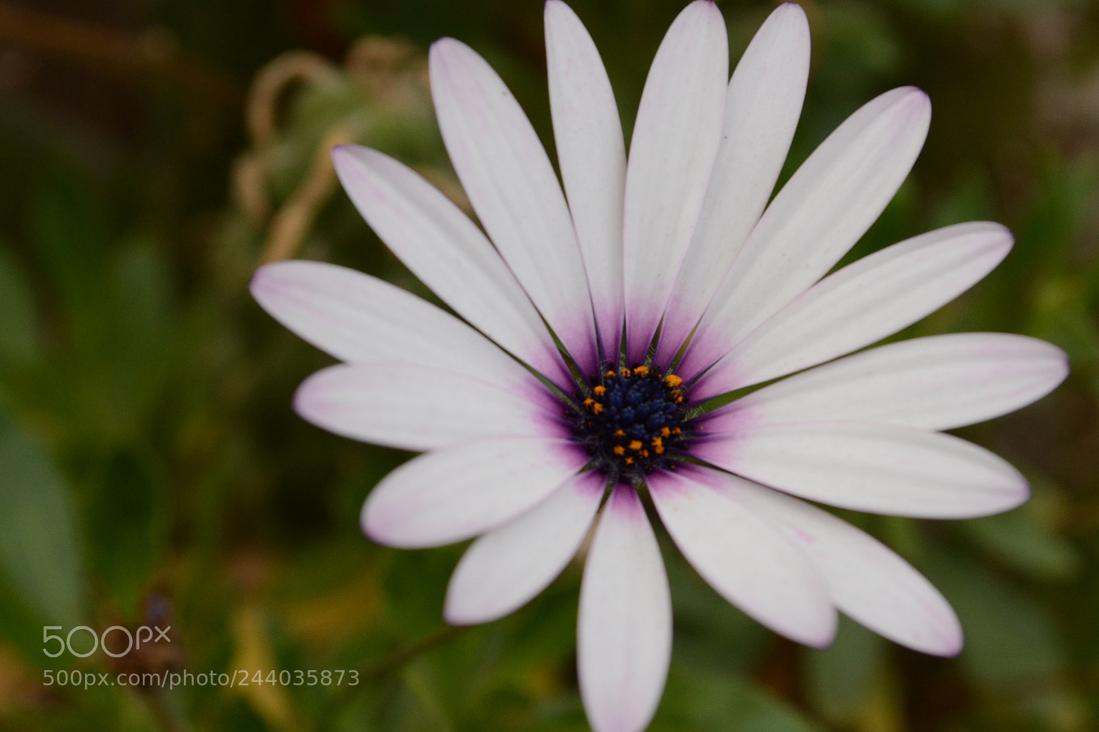 Nikon D3100 sample photo. Untitled photography