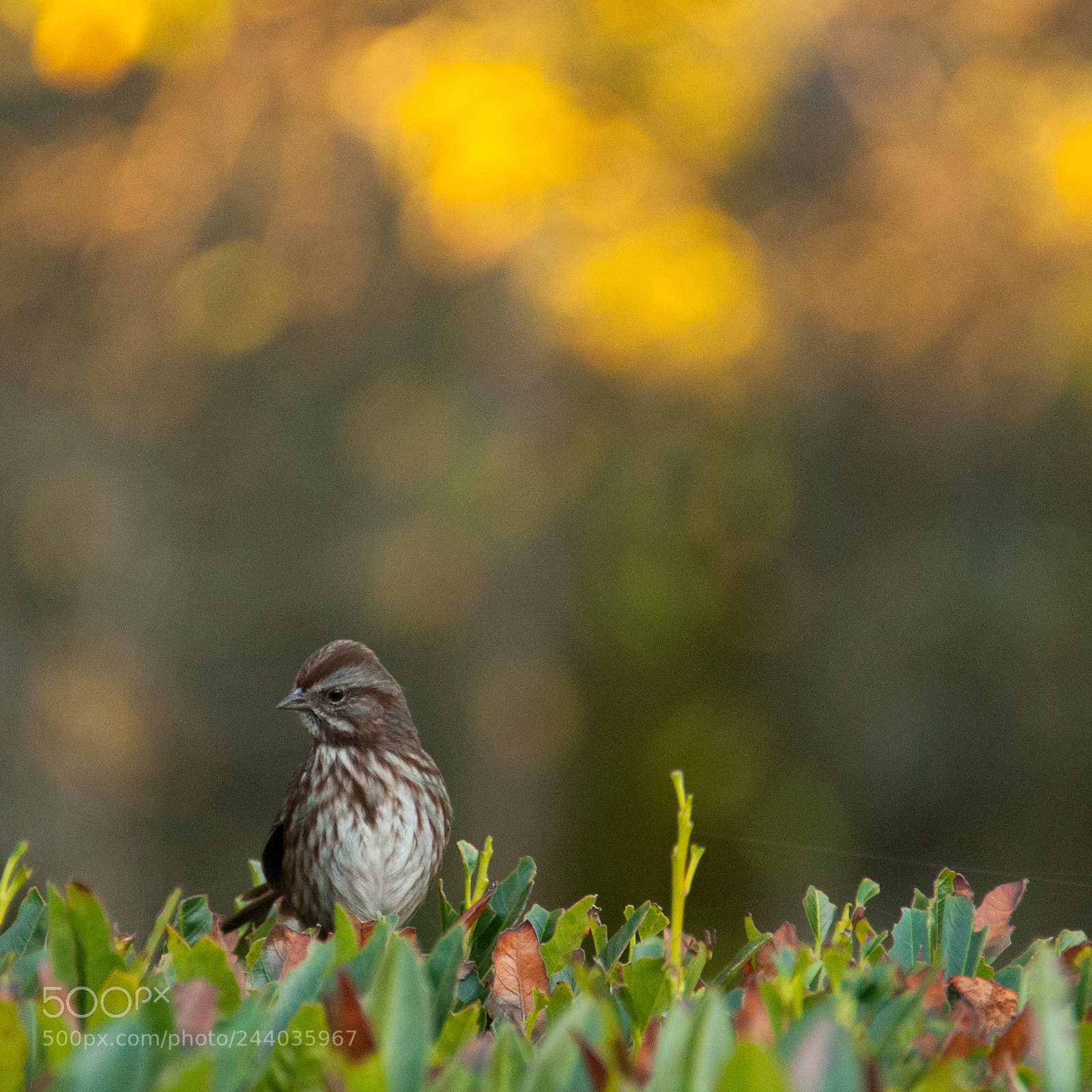 Nikon D300 sample photo. Small bird photography