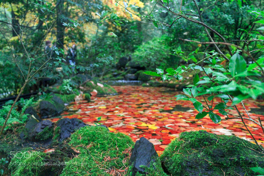 Canon EOS 1300D (EOS Rebel T6 / EOS Kiss X80) sample photo. Leaves on a pond photography