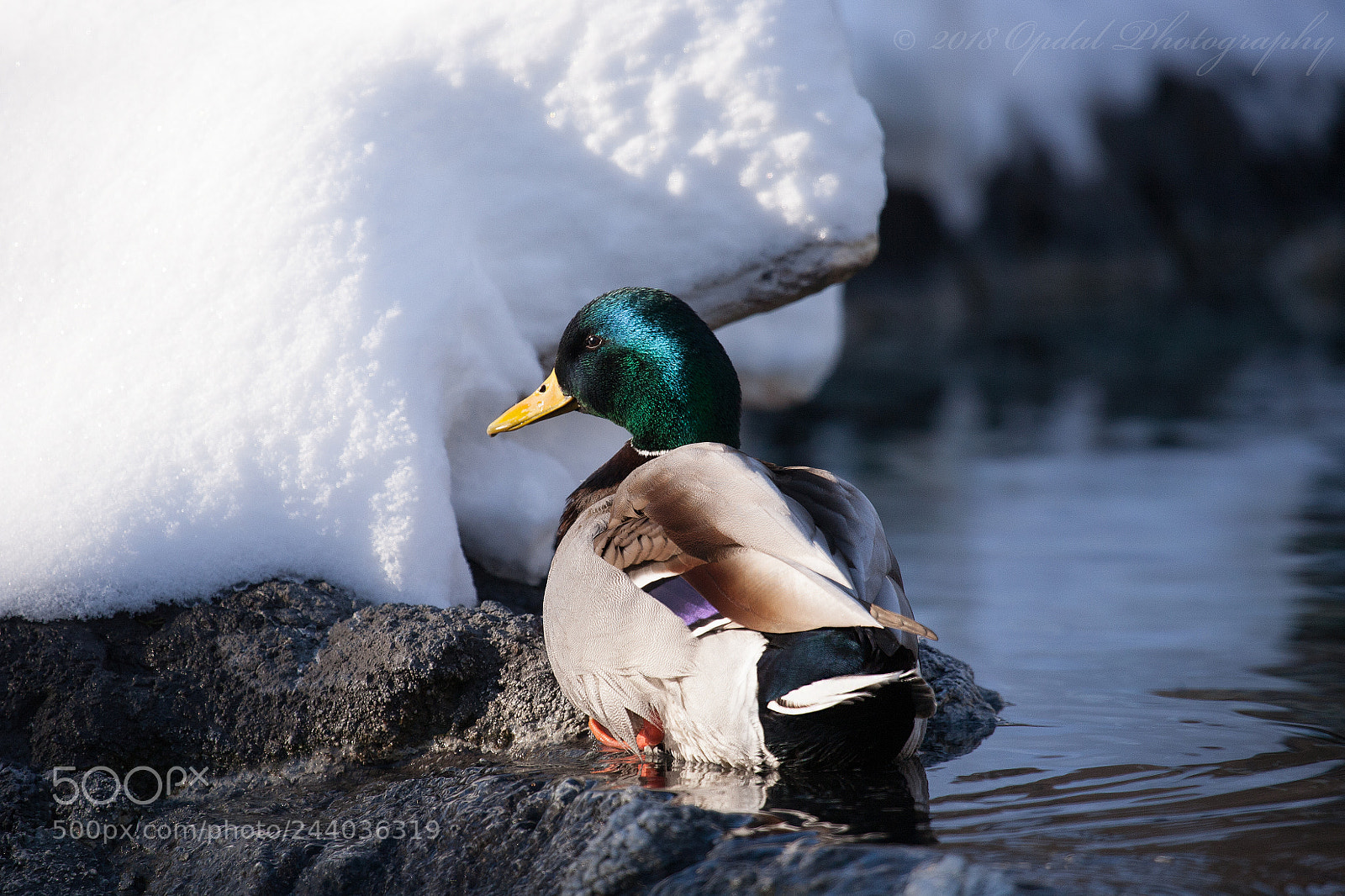 Canon EOS 5D sample photo. Male mallard duck photography